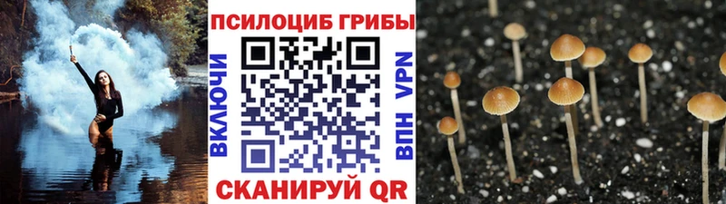 Псилоцибиновые грибы мицелий Зима
